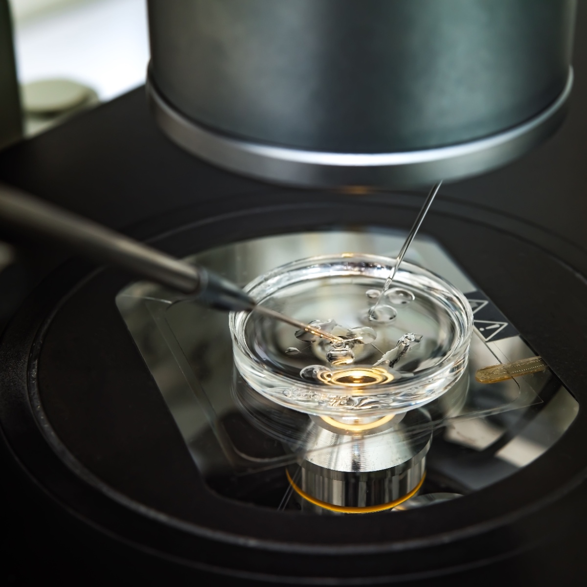 Kingwood IVF in the lab